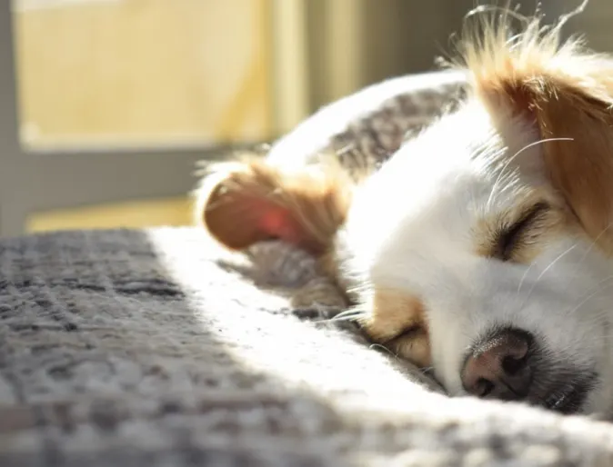 Puppy Sleeping Near a Sunny Window